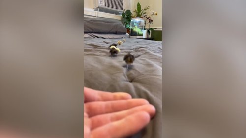 Farmer filmed the adorable moment his newborn quails caused a mini stampede in his home