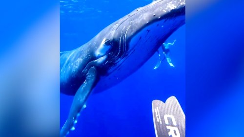 Unbelievable! Curious Humpback Whale Plays With Divers in ‘Once-In-A-Lifetime’ Encounter