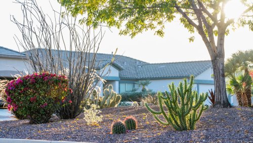 Plants and grass that'll thrive in harsh climates 