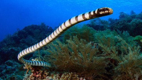 The Largest Sea Snake Ever Actually Ate Whales — Plus More About Extinct Animals