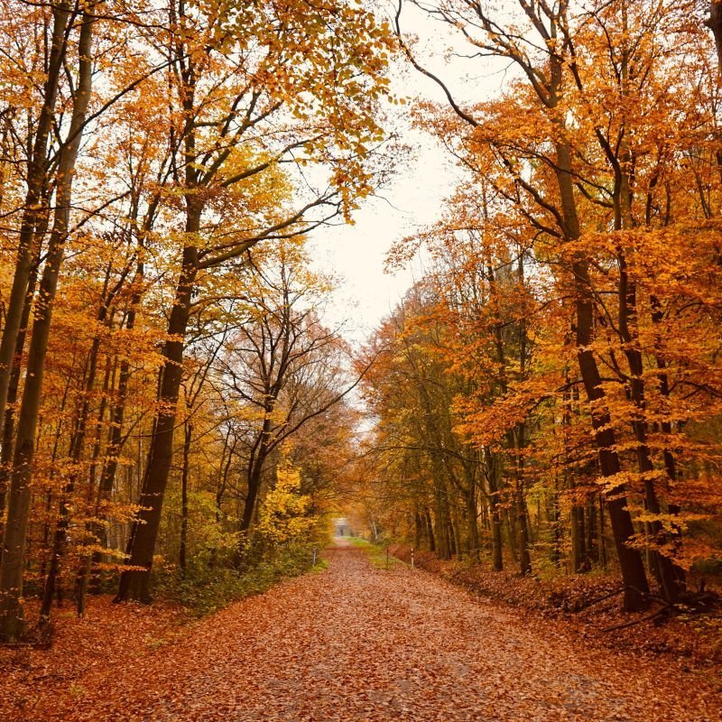 The top U.S. areas with the best fall foliage you need to visit