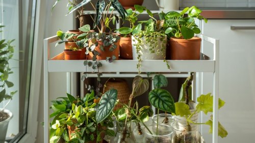 How to make your (indoor) plant babies *thrive*