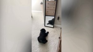 Puppy vs. Mirror! This Adorable Moment Shows a Lab Pup Make Friends With Himself in the Mirror