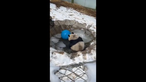 Panda Taking Bath and Singing in Luoyang, China