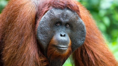 This video of an orangutan launching a possum is blowing up the internet