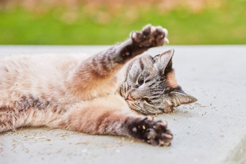 Fun Facts about Cats That Might Surprise You