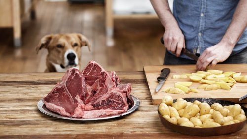 Things to Consider Before Making Your Own Dog Food
