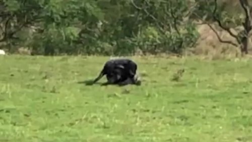 Unidentifiable creature spotted feeding on dead sheep in Peak District
