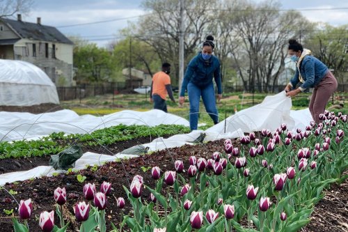 How a neglected plot of land became part of a growing urban garden movement