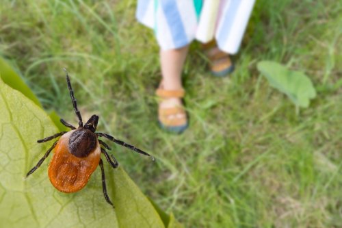 Plants That Repel Ticks and Keep Them Away