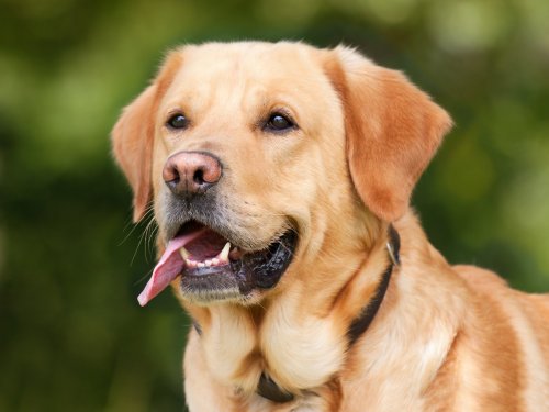 15 Large Dogs with the Sweetest Personalities