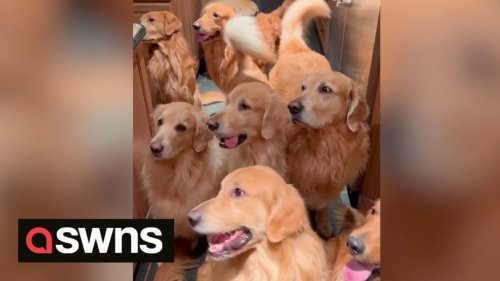 Dog owner lives with 13 fully grown golden retrievers after deciding to keep whole litter of puppies