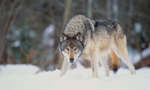 Hold on—dire wolves are real?