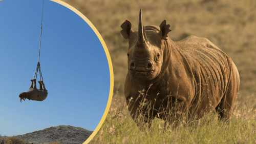 The Big Reason Why Rhinos are Airlifted Hanging Upside Down