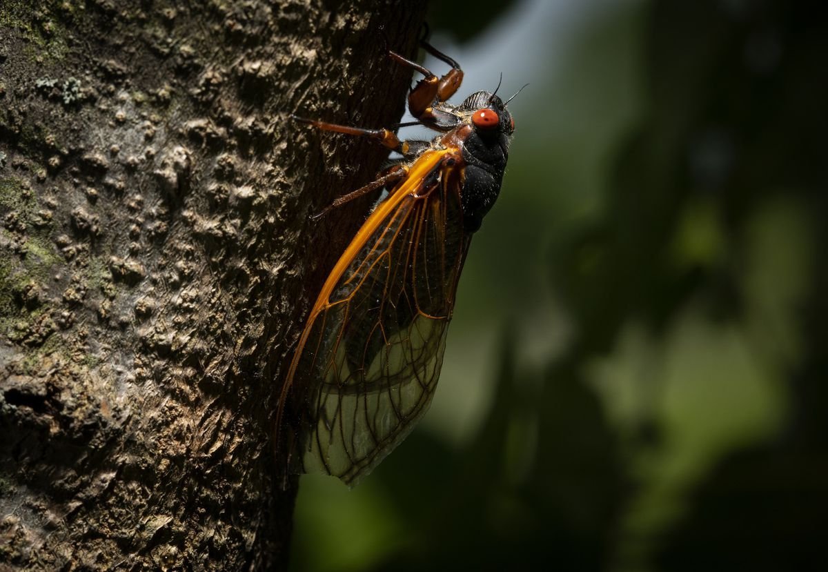It's cicada season in Illinois