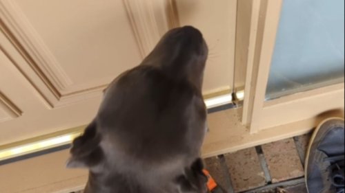Adorable Dog runs and hugs her human grandad on his birthday *Wholesome Video*
