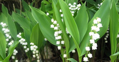 These plants are actually killing your garden and lawn