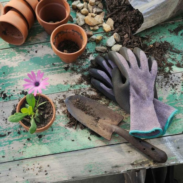 Gardening 101: No Green Thumb Required