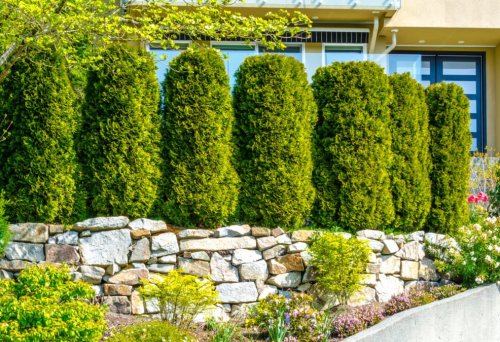 13 FAST-GROWING PRIVACY TREES