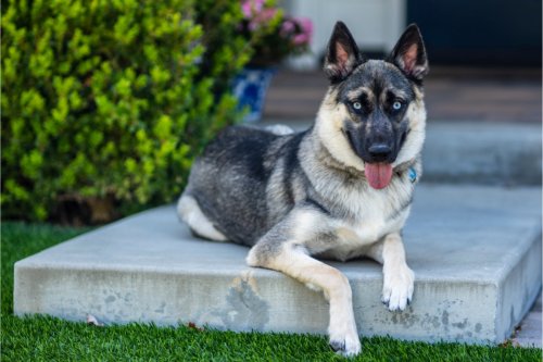 What is a Shepsky Dog and Why Does Everyone Want One?