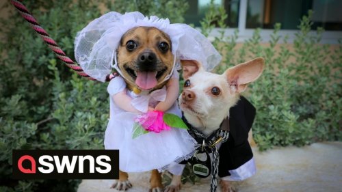Inseparable shelter dogs get married in Texas