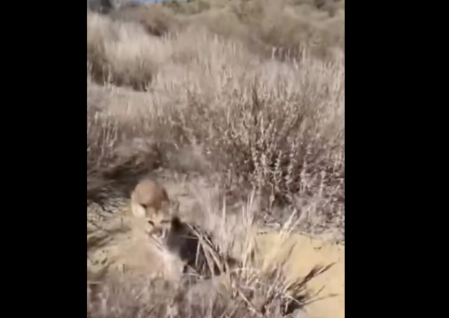 Watch this California jogger fend off a mountain lion in scary viral video