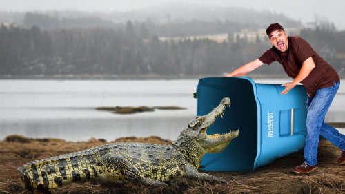 Alligator VS Florida Man's Trash Can