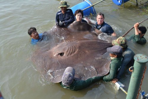 You've probably never heard of these giant freshwater fish