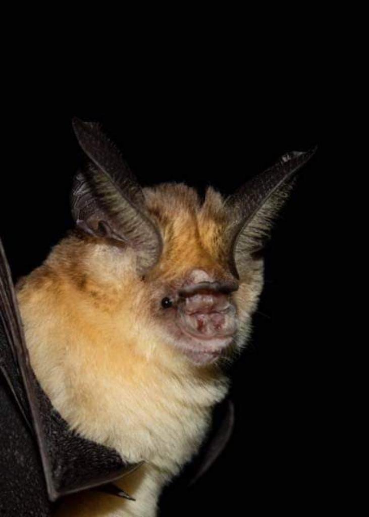 Bats cover image