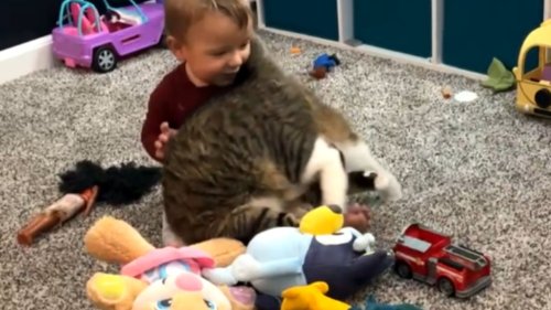 Cat does a flip to get the attention of her favorite human toddler *Hilarious*