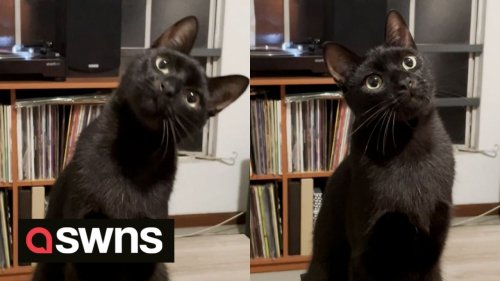 Watch as this real-life ARISTOCAT vibes to jazz music
