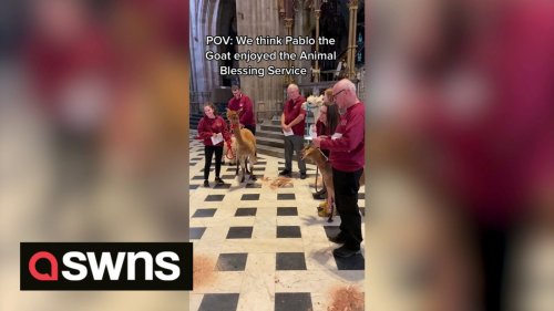 Hilarious footage of a GOAT singing in Worcester Cathedral goes viral with 2 MILLION hits worldwide