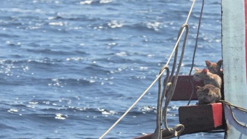 Thai navy rescues cats stranded on boat at sea