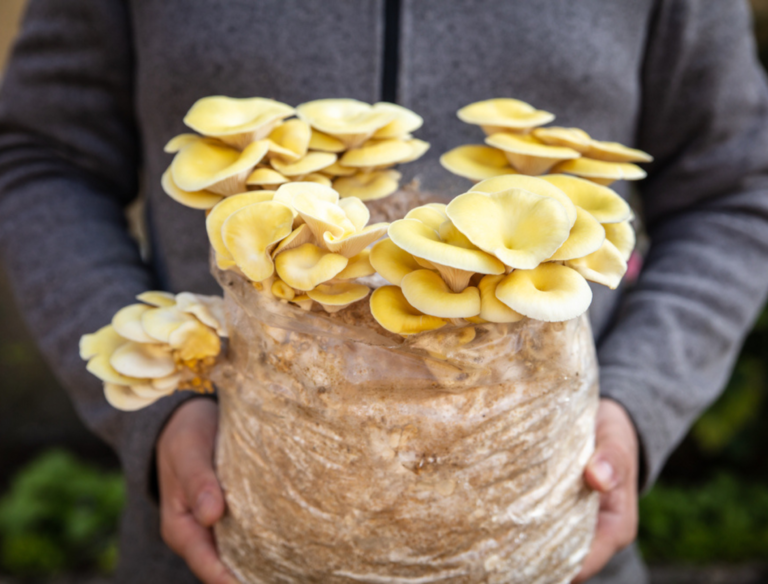 5 TIPS FOR GROWING MUSHROOMS IN A BAG