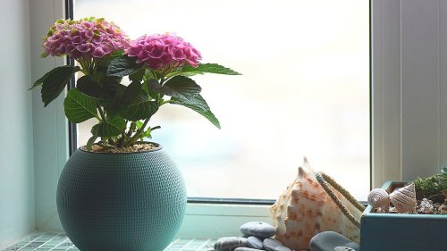 How To Grow And Care For Hydrangeas Indoors