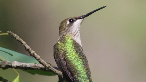 Tricks for attracting more hummingbirds to your yard 