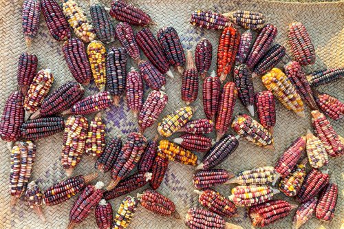 How NYC’s first heirloom-focused tortilleria is preserving Mexico’s native corn