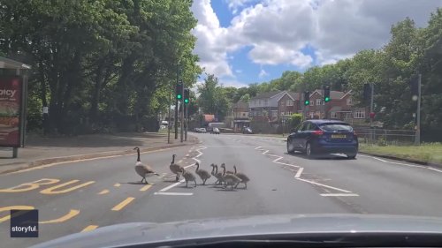 Traffic Stops to Let Family of Geese Cross Nottingham Road