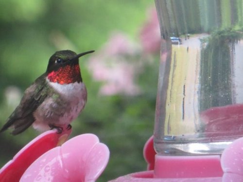 My Hummingbirds Have Disappeared: What Happened?