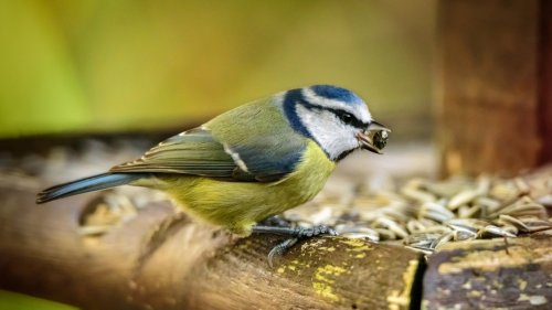 Feeder tips that'll have birds flocking to your yard 