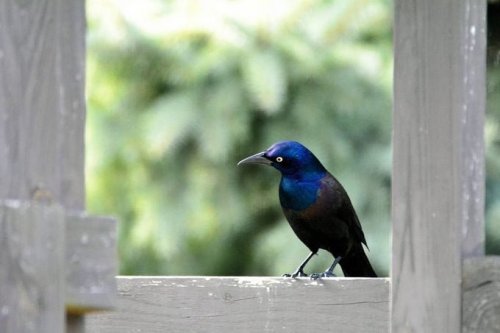 How to Get Rid of Blackbirds and Grackles at Feeders