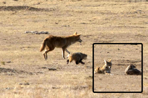 A badger and a coyote sprint into a field and ... hunt together?