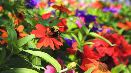 Pollinator-friendly plants and tricks to try out in your garden