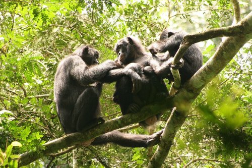 Wait! Did That Chimp Just Perform Surgery? 