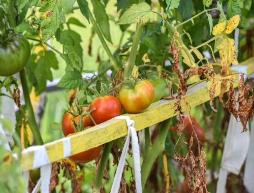 WHY YOUR TOMATO PLANTS ARE WILTING