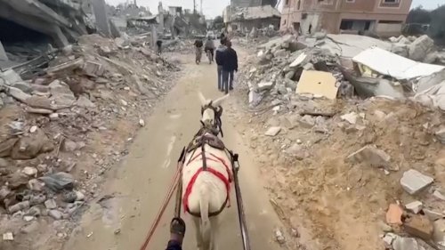 Donkey Journeys Through Gaza’s War-Torn Landscape Shows Extent of Destruction