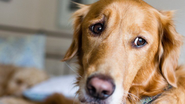 Treating Separation Anxiety in Dogs: Know the Signs and Symptoms