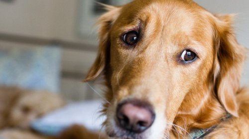 Treating Separation Anxiety in Dogs: Know the Signs and Symptoms