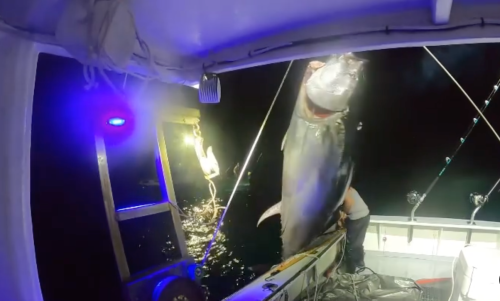 Woman catches monster 9-foot tuna in viral post