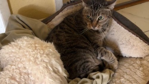 Cat takes over cockapoo's bed and sparks a hilarious pet fight